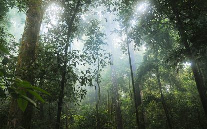 VIDEO: Cámara oculta capta la ‘diversidad de la vida’ en un simple tronco caído en un bosque francés