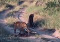 Cazador cazado: la equivocación de un leopardo al entrar en territorio enemigo (VIDEO)