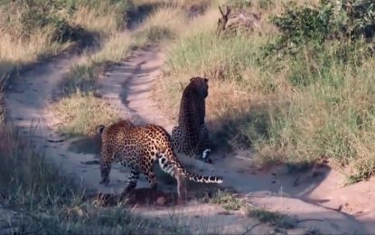 Cazador cazado: la equivocación de un leopardo al entrar en territorio enemigo (VIDEO)
