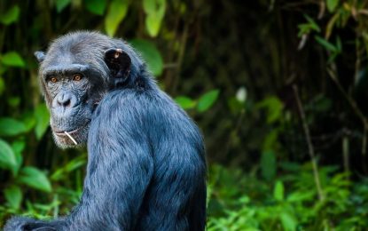 VIDEO: Ingeniosos chimpancés usan un tronco como escalera para escapar de su encierro en un zoo