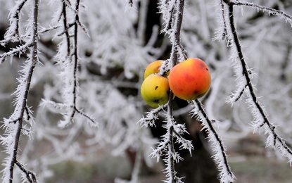 ‘Huerto de frío’: Aparecen “manzanas fantasma” en Míchigan tras una lluvia helada (FOTOS)