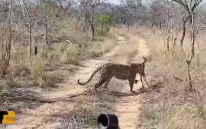 VIDEO: Un impala recién nacido casi ‘convence’ a un leopardo de que es su cría