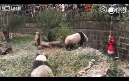 VIDEO: Una niña cae al hábitat de los pandas en un zoológico chino