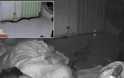Sueño interrumpido: una pitón muerde a una mujer de 75 años mientras dormía (VIDEO)