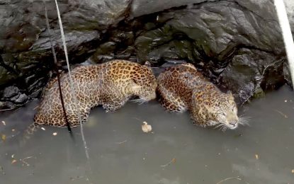 VIDEO: El dramático rescate de dos leopardos que cayeron a un pozo mientras peleaban por su territorio