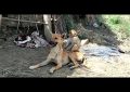 VIDEO: Una perra cuida y amamanta a un pequeño mono en la India