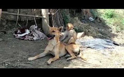 VIDEO: Una perra cuida y amamanta a un pequeño mono en la India