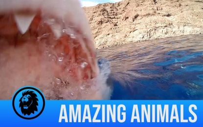 México: Un enorme tiburón blanco casi se come la cámara que lo filmaba (VIDEO)