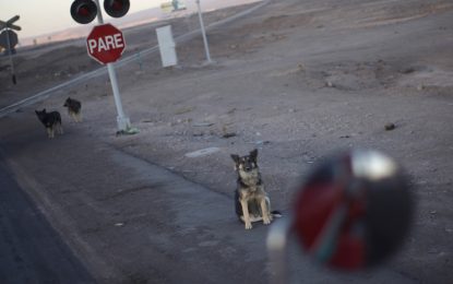 VIDEO: Perro fiel se niega a abandonar el cadáver de su compañero atropellado