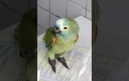 VIDEO: ‘Arrestan’ en Brasil un papagayo entrenado por narcotraficantes para gritar “¡mamá, policía!”