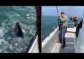 VIDEO: El momento de la captura de un enorme tiburón de 250 kilogramos y más de dos metros de longitud
