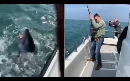 VIDEO: El momento de la captura de un enorme tiburón de 250 kilogramos y más de dos metros de longitud