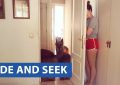 Animals Hide and Seek Very Funny