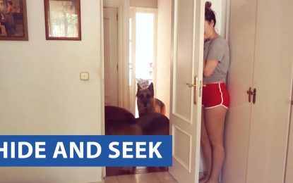 Animals Hide and Seek Very Funny