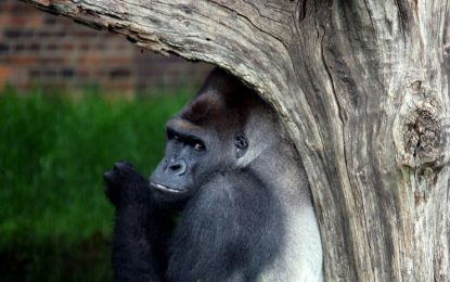 VIDEO: Gorilas idean plan para no mojarse por fuertes lluvias en un zoológico de EE.UU.