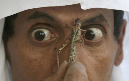 VIDEOS: Millones de langostas invaden una ciudad de Arabia Saudita