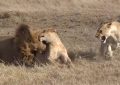 VIDEO: El feroz ataque de un león alfa que no quería compartir su presa