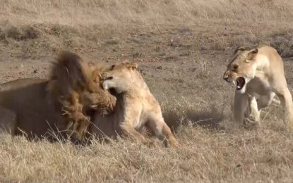 VIDEO: El feroz ataque de un león alfa que no quería compartir su presa