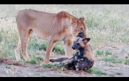 VIDEO: Un astuto perro salvaje finge estar muerto y huye de la boca de una leona
