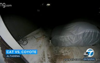 VIDEO: Un gato se enfrenta en un ‘mano a mano’ con un coyote y gana