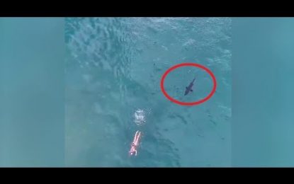 VIDEO: Un tiburón persigue a un nadador que no se da cuenta del peligro