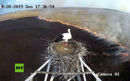 VIDEO: Una cigüeña permanece impasible en su nido durante un incendio protegiendo a sus futuros polluelos