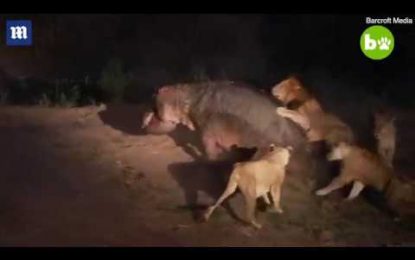 VIDEO: Cinco leones atacan un hipopótamo herido y no logran vencerlo