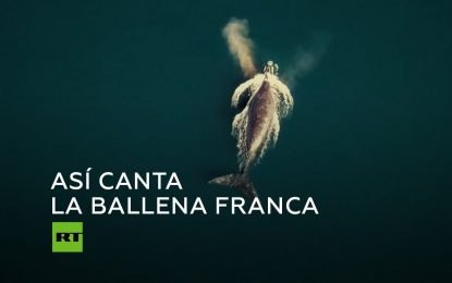 VIDEO: Graban el canto de una ballena franca por primera vez en la historia