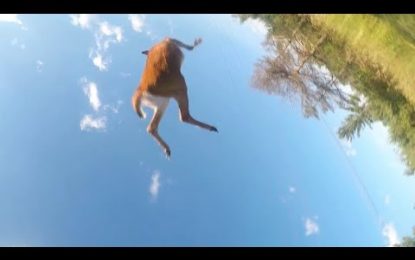 VIDEO: Un motociclista choca contra un ciervo y ambos salen volando por los aires