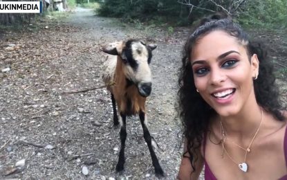 VIDEO: Intenta tomarse una selfi con una cabra pero el animal tenía otro plan