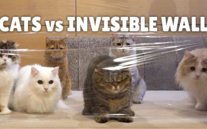 Cats vs Invisible Wall