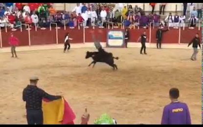 VIDEO: Un novillo lanza por los aires a un hombre como si fuera un muñeco de trapo