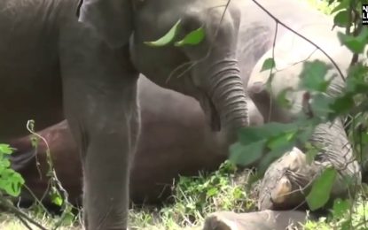 VIDEO: Una cría de elefante intenta despertar a su madre muerta en un bosque de Sri Lanka