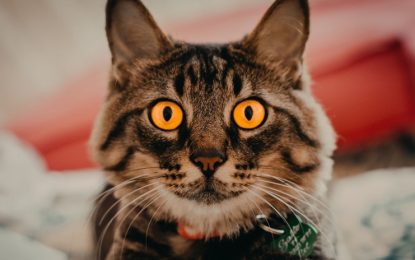 VIDEO: Retiran a un gato ‘polizón’ de un tren por viajar sin boleto