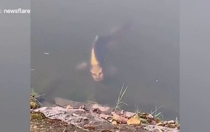 VIDEO: Captan un pez con ‘rostro humano’ en China
