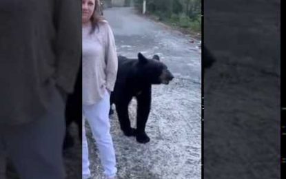 VIDEO: Un oso se acerca a una mujer mexicana para acariciarle el pelo y conquista corazones