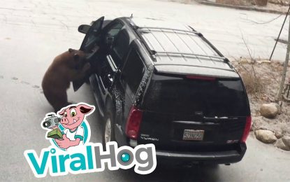 VIDEO: Un oso abre la puerta de un coche como si fuera suyo y se pone al volante