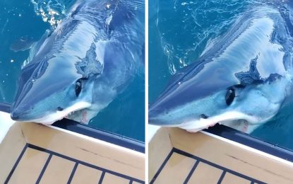 VIDEO: El tiburón más rápido del océano ataca un yate de lujo y deja la marca de sus dientes