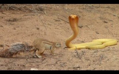 VIDEO: Una valiente ardilla se enfrenta a una cobra gigante para proteger a sus crías (y gana la batalla)