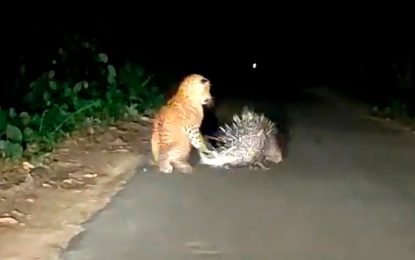 VIDEO: Un puercoespín le enseña una dolorosa lección a un leopardo que lo acecha
