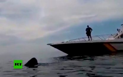 VIDEO: Filman a un tiburón peregrino de 8 metros de largo cerca de las costas de España