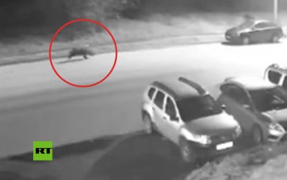 VIDEO: Un oso que fue visto corriendo en una ciudad rusa se lanza sobre un hombre y lo muerde
