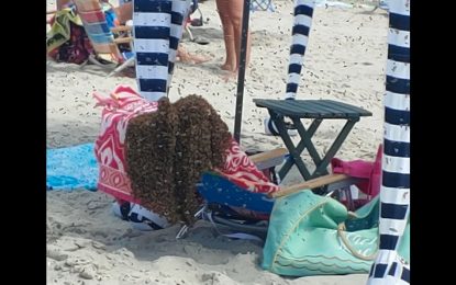 Miles de abejas invaden una playa en EE.UU. (VIDEO)