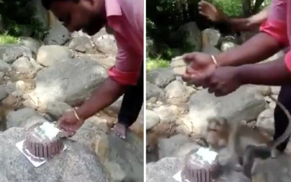VIDEO: Un mono roba un bizcocho en pleno aniversario de boda