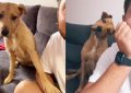 VIDEO: Graba la curiosa reacción de su perrito cuando pronuncia la palabra ‘calle’ y se viraliza en TikTok