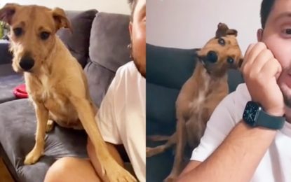 VIDEO: Graba la curiosa reacción de su perrito cuando pronuncia la palabra ‘calle’ y se viraliza en TikTok