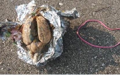 Un hombre encuentra un cerebro envuelto en papel aluminio en una playa de EE.UU. (FOTO)