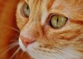 Un gato autosuficiente que sabe usar el dispensador de agua causa furor en las redes (VIDEO)
