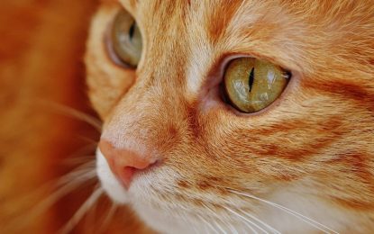 Un gato autosuficiente que sabe usar el dispensador de agua causa furor en las redes (VIDEO)