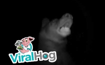 VIDEO: Un oso toca el timbre de una casa en California